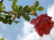 Primera rosa de Primavera